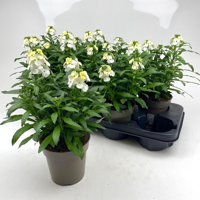 <h4>ERYS WINTER GEM</h4>