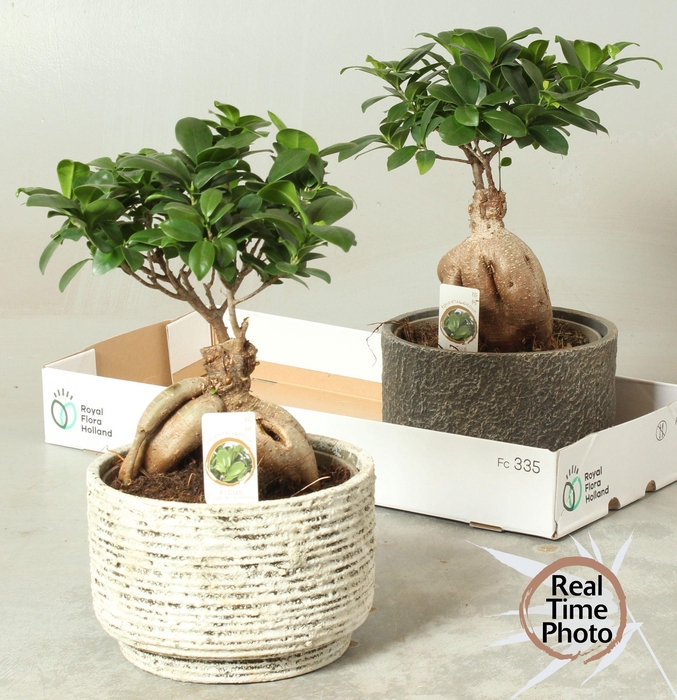 <h4>FIC MI GINSENG</h4>