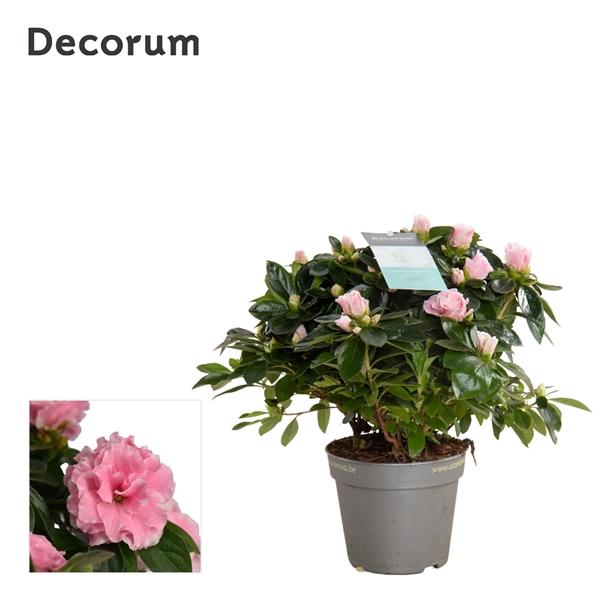 <h4>Azalea 12 cm Aiko Bicolor - Decorum</h4>