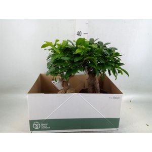 Ficus microcarpa 'Ginseng'