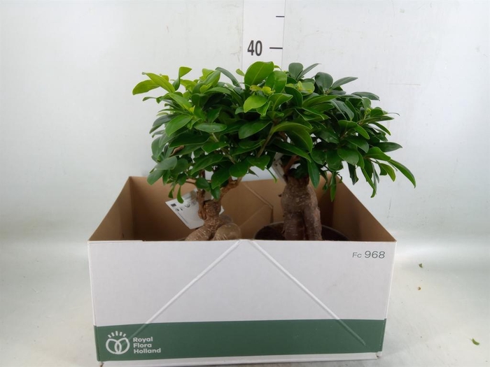 <h4>Ficus microcarpa 'Ginseng'</h4>