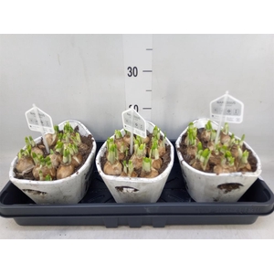 Arr.  Narcissus Tete Tete L%