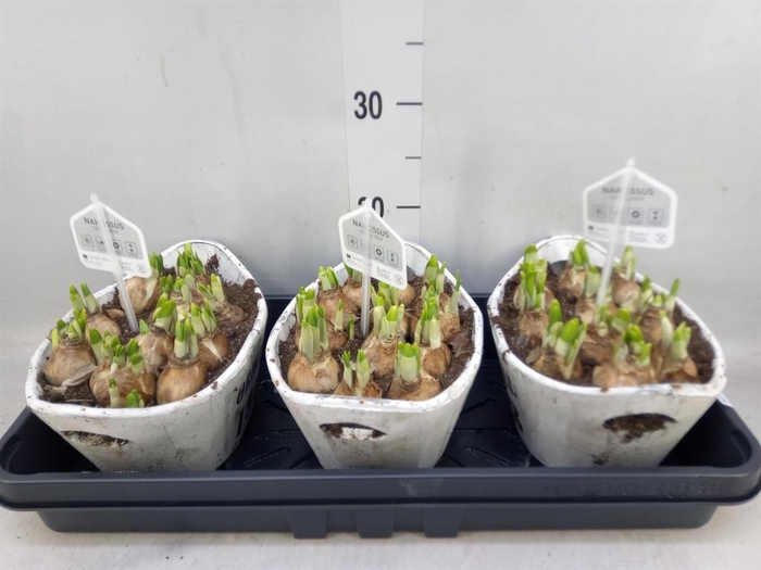 <h4>Arr.  Narcissus Tete Tete L%</h4>