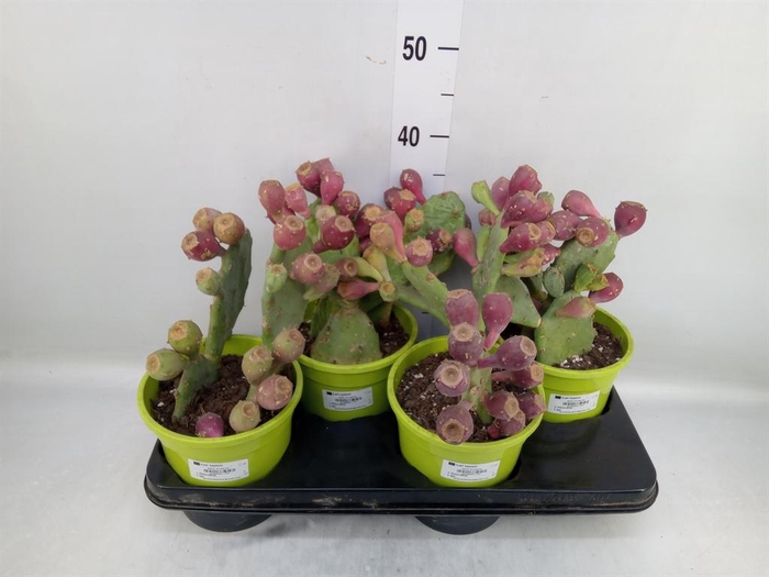 <h4>Opuntia humifusa</h4>