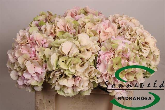 <h4>HYDR M CH VERENA CL</h4>