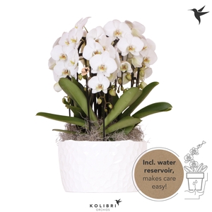 Kolibri Orchids Phalaenopsis Mono Bouquet Niagara Fall white 6 spike in Honey dish with watering system