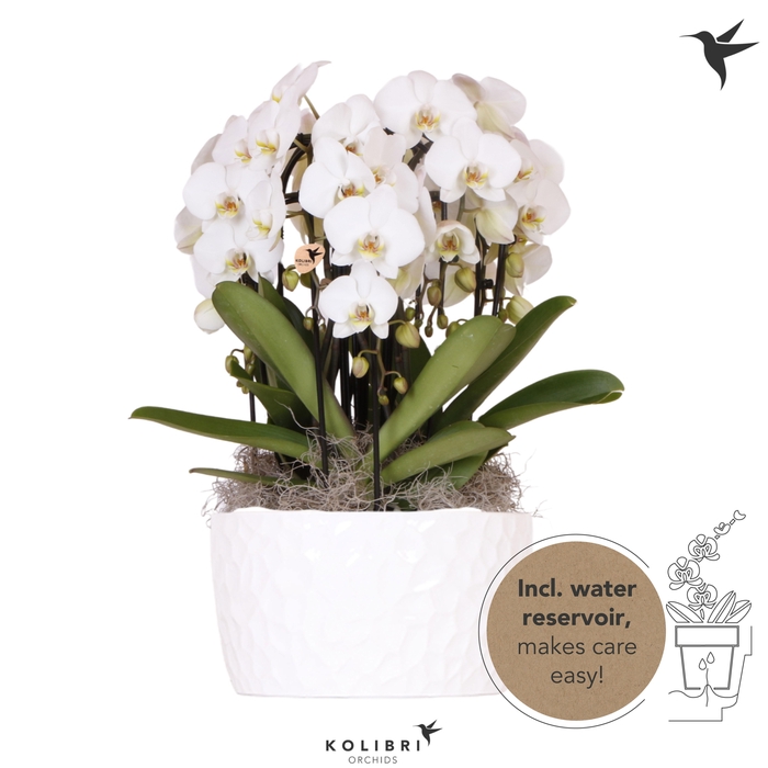 <h4>Kolibri Orchids Phalaenopsis Mono Bouquet Niagara Fall white 6 spike in Honey dish with watering system</h4>