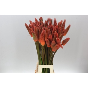 Kniphofia Alcazar
