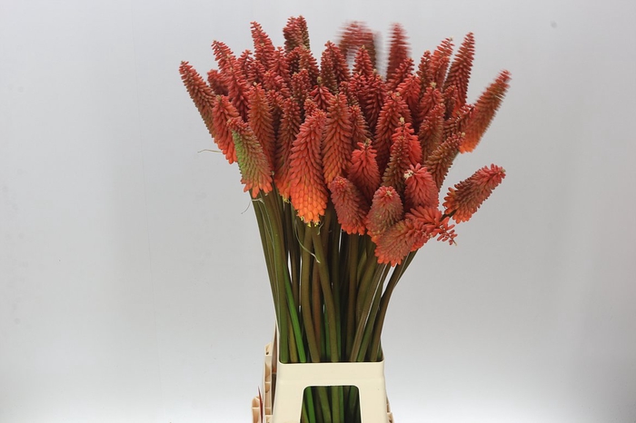 <h4>Kniphofia Alcazar</h4>