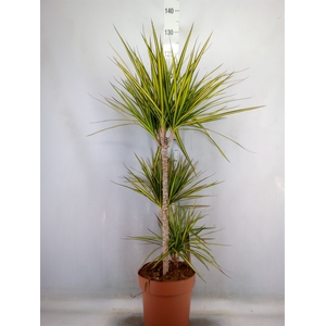 Dracaena marg. 'Sunray'