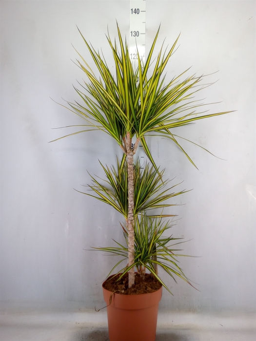<h4>Dracaena marg. 'Sunray'</h4>