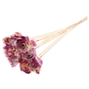 Shola Dear Holly 6cm on stem Multicolour Cerise/Yellow