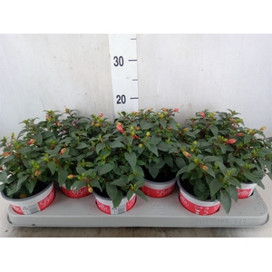 Fuchsia  'Bella Fuchsia Hilda'