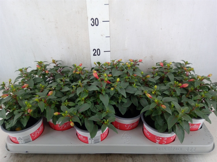 <h4>Fuchsia  'Bella Fuchsia Hilda'</h4>