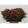 Kaaps Groen Brunia Fraga (Clusterstar Raspberry)