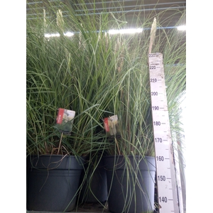 Cortaderia sell. 'Pumila'