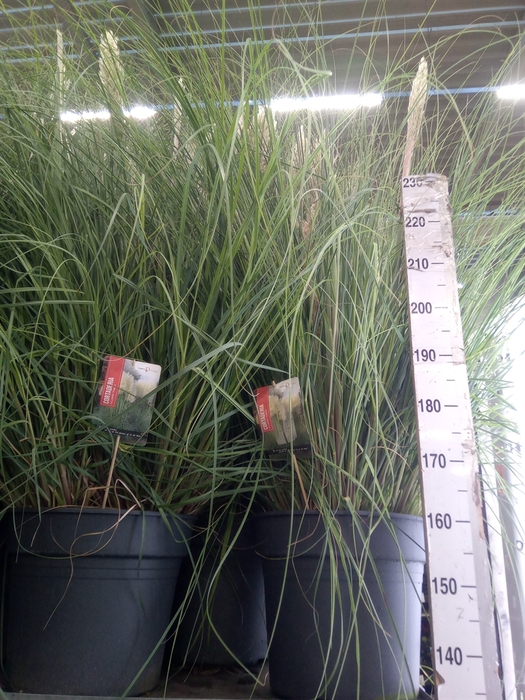 <h4>Cortaderia sell. 'Pumila'</h4>
