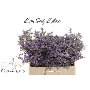 LIM SAF LILAC