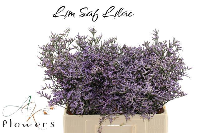 <h4>LIM SAF LILAC</h4>