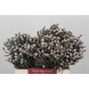 Kaaps Groen Silver Brunia