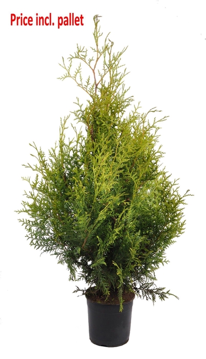 <h4>Thuja occ. brabant, plantmaat 60-80 cm - Rondgestoken - PALLET</h4>