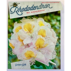 Rhodo. 'Mrs. T.H. Lowinsky' light pink spotted