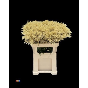 Solidago Gold 80cm