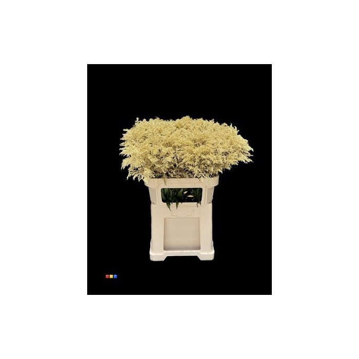 <h4>Solidago Gold 80cm</h4>