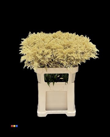 Solidago Gold 80cm