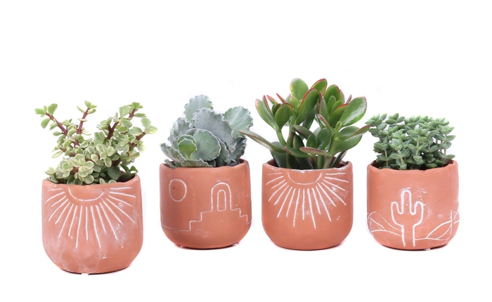 <h4>Succulent 8,5 cm in Merzouga keramiek</h4>