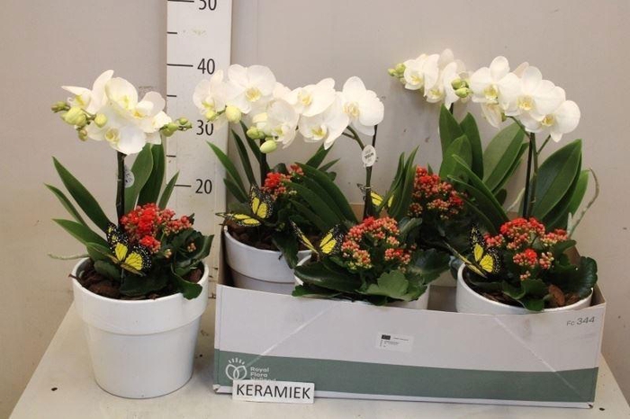 <h4>ARR KAMERPL BLOEI</h4>