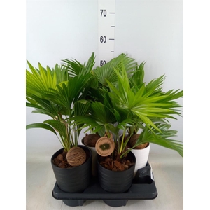 Livistona rotundifolia