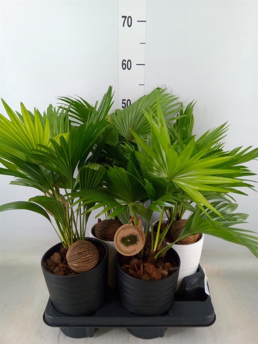 <h4>Livistona rotundifolia</h4>