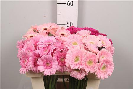 <h4>Ge Mi Pink Mix</h4>