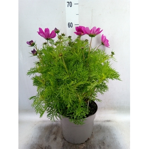 Cosmos bipinnatus