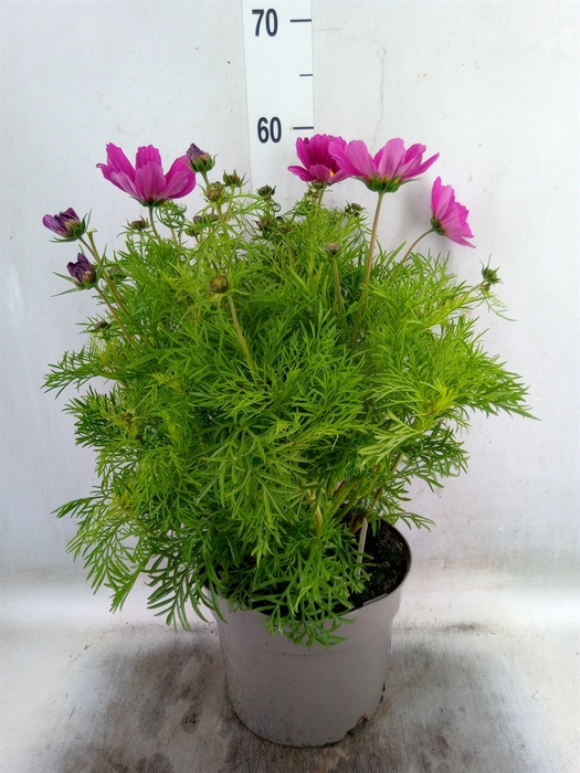 <h4>Cosmos bipinnatus</h4>