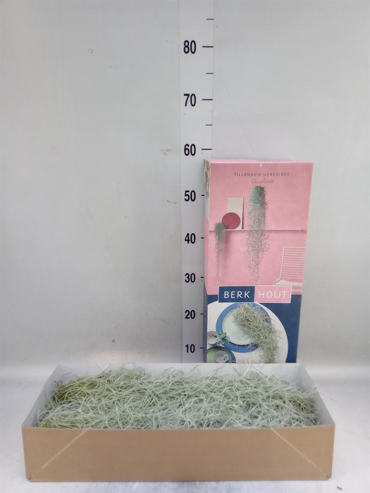 <h4>Tillandsia usneoides</h4>