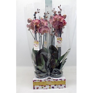Phalaenopsis   ...