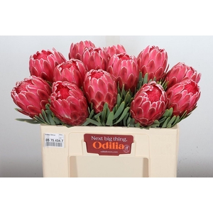 Protea  'Venus'