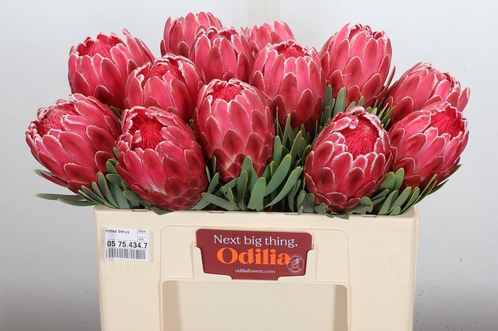 <h4>Protea  'Venus'</h4>