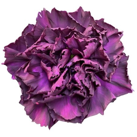 <h4>Dianthus st florigene moontea</h4>