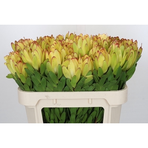 Leucadendron Goldstrike