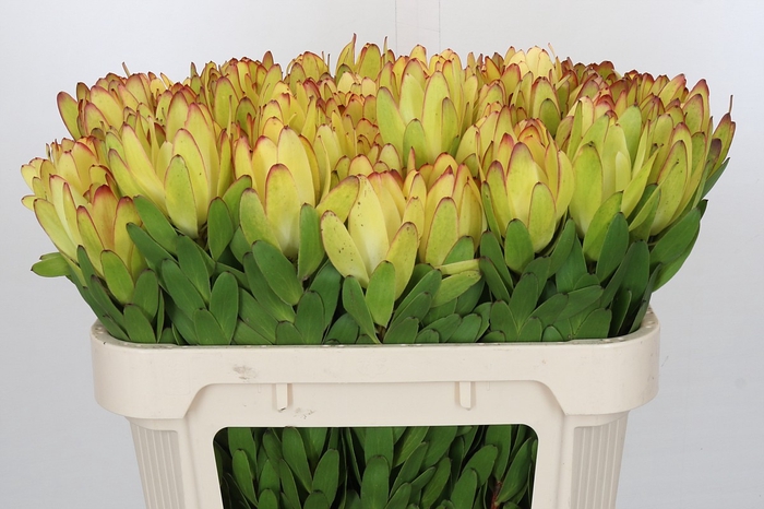 Leucadendron Goldstrike