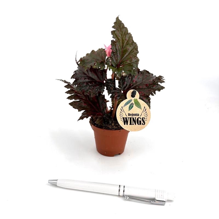 BEGONIA MACULATA P6 SERA TI PET