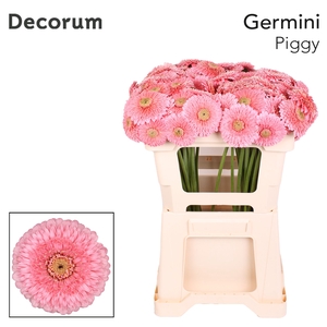 Germini Pomponi Piggy Water x60