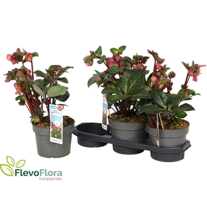 HELL FRK PENNYS PINK