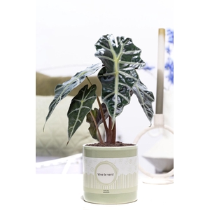 Alocasia Polly in P&P cadeau concept: VIVE LE VERT!