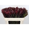 Leucadendron Saf Sunset Dark Red