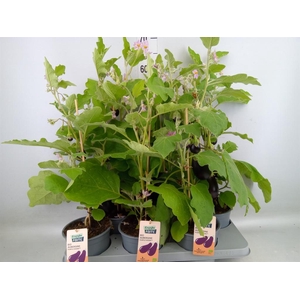 Solanum melongena  ...Aubergine