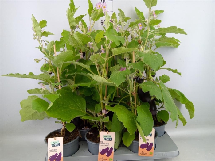 <h4>Solanum melongena  ...Aubergine</h4>